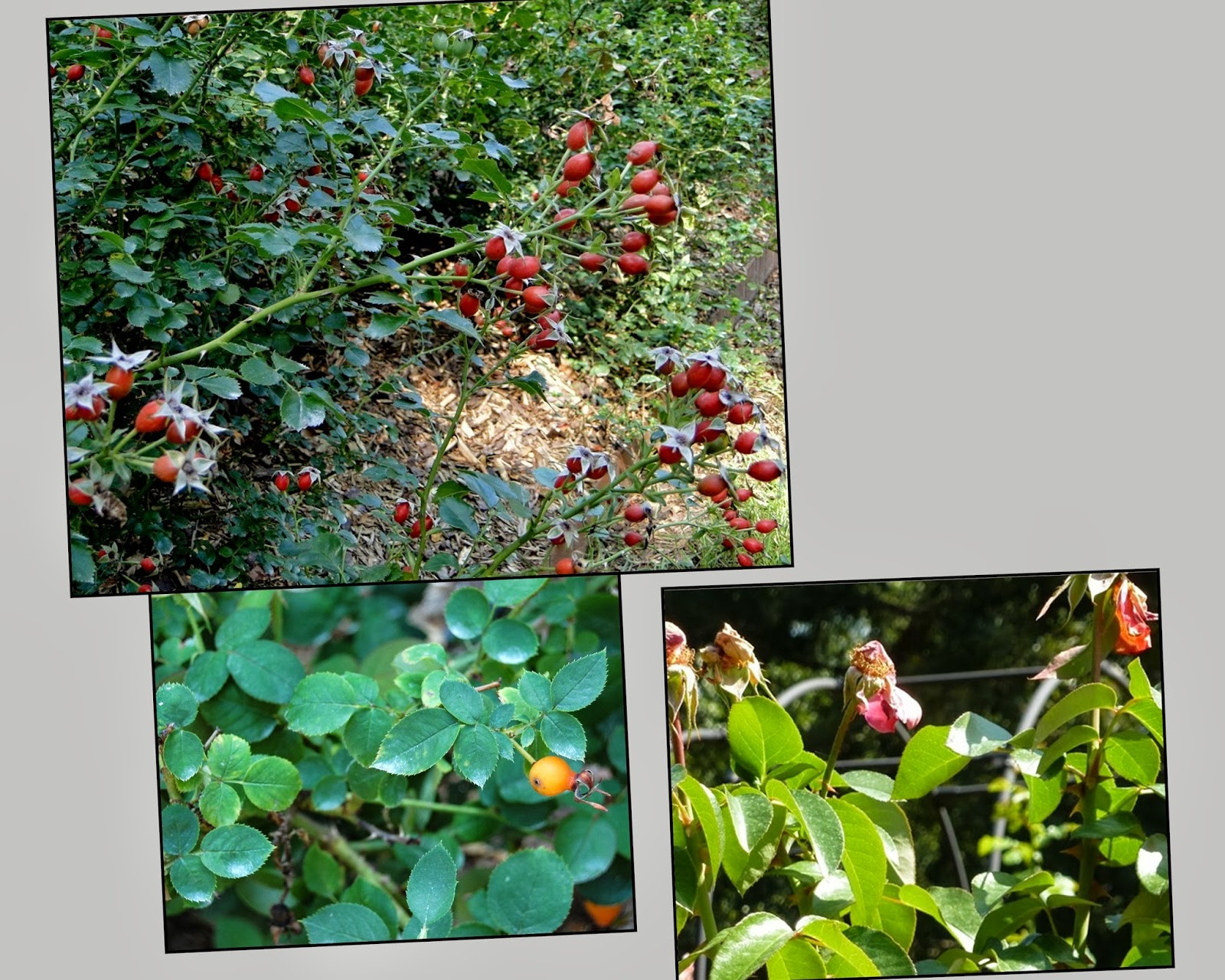 Recollections of a Vagabonde A Rose Garden in Atlanta