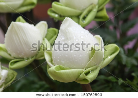 FRESH WHITE LOTUS FLOWERS
