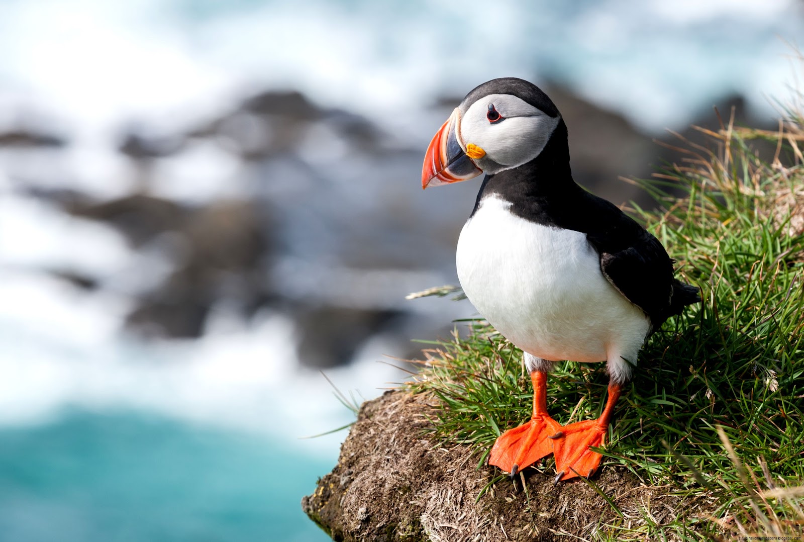 Atlantic Puffin Atlantic Puffin
