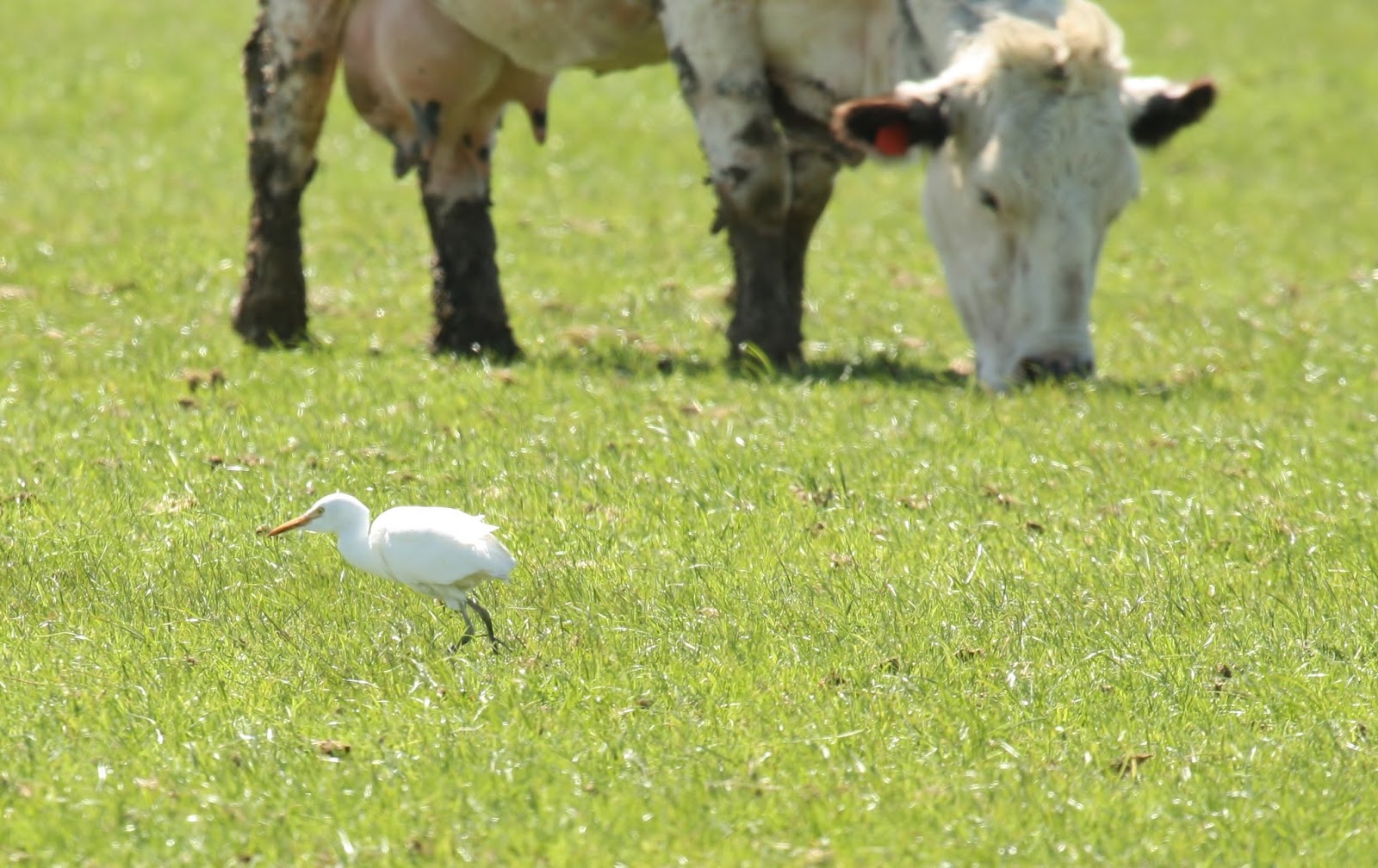 We Bird North Wales Cattle Egret