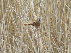 Bearded Tit