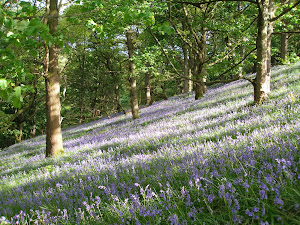 Carpet of Bluebells