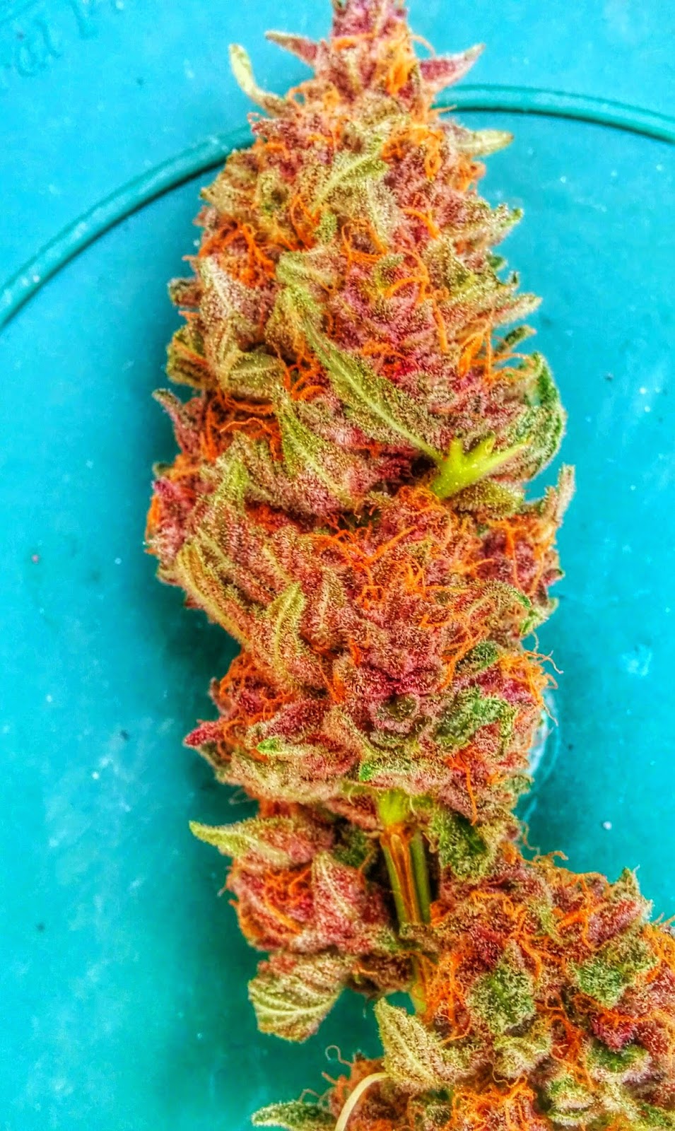 pictures of colorful weed