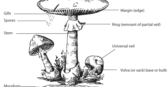 Magic Mushroom Hunters: Anatomy of a Mushroom