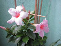 mandevilla dipladenia