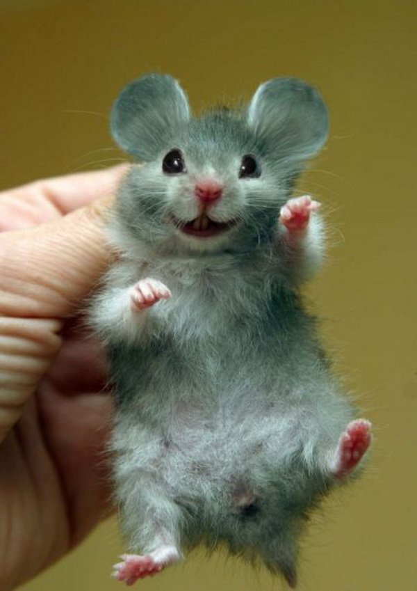free funny photoS: funny mouse(15.11.2012)