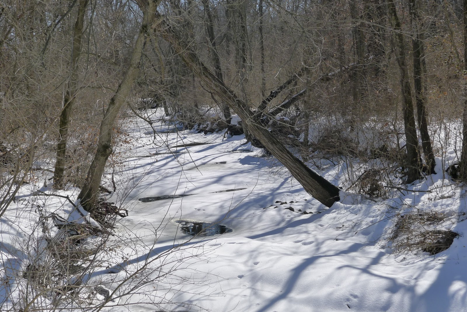 Wild Missouri Winter's Grip