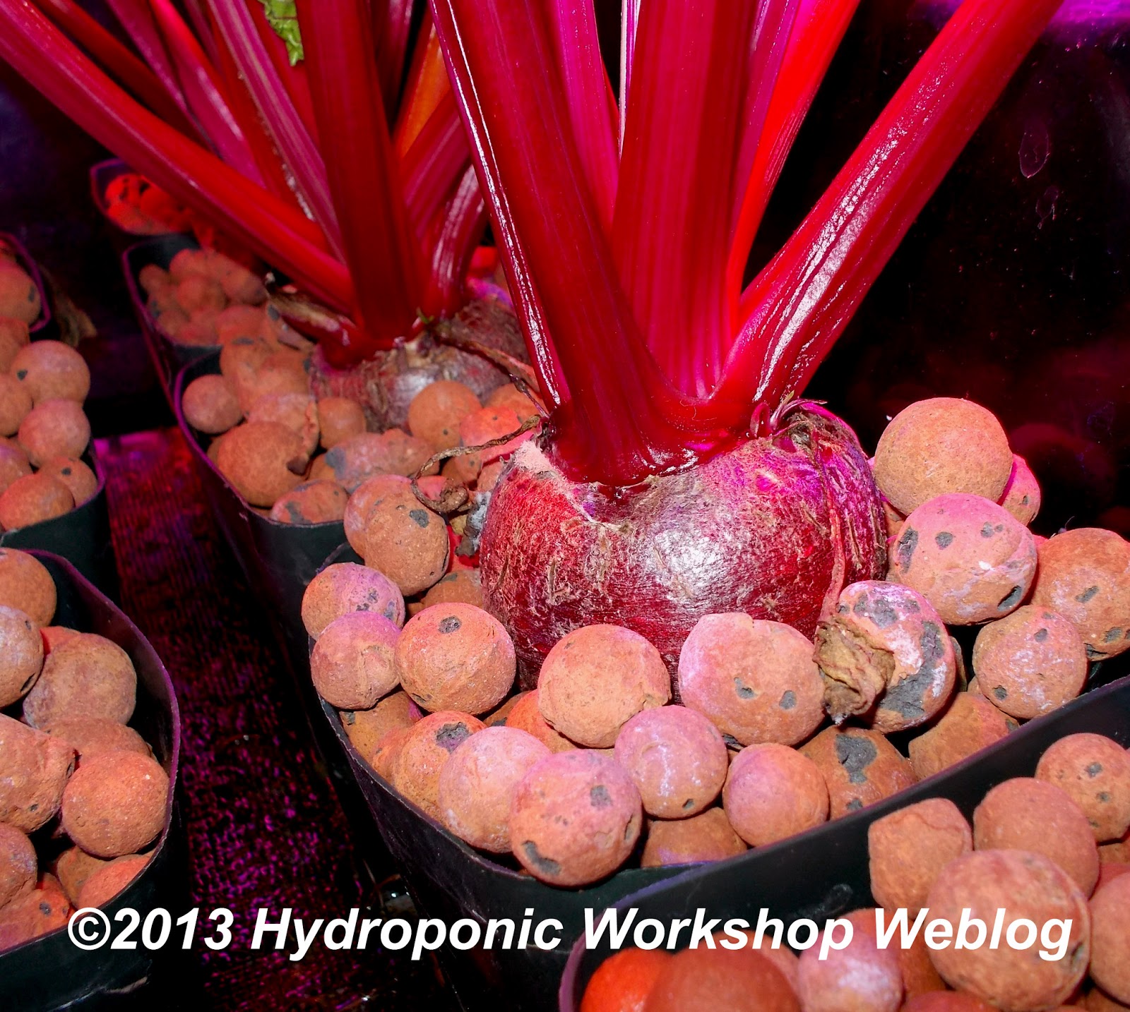 Hydroponic Journal May16, 2013