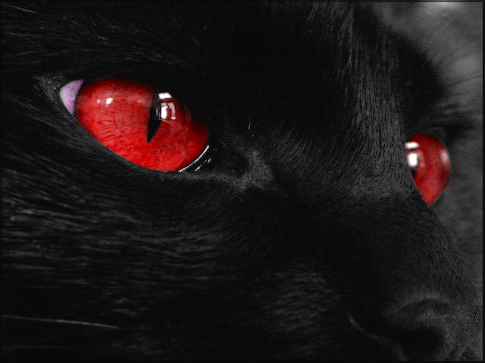 Black In Black Red Eye Cat Wallpapers