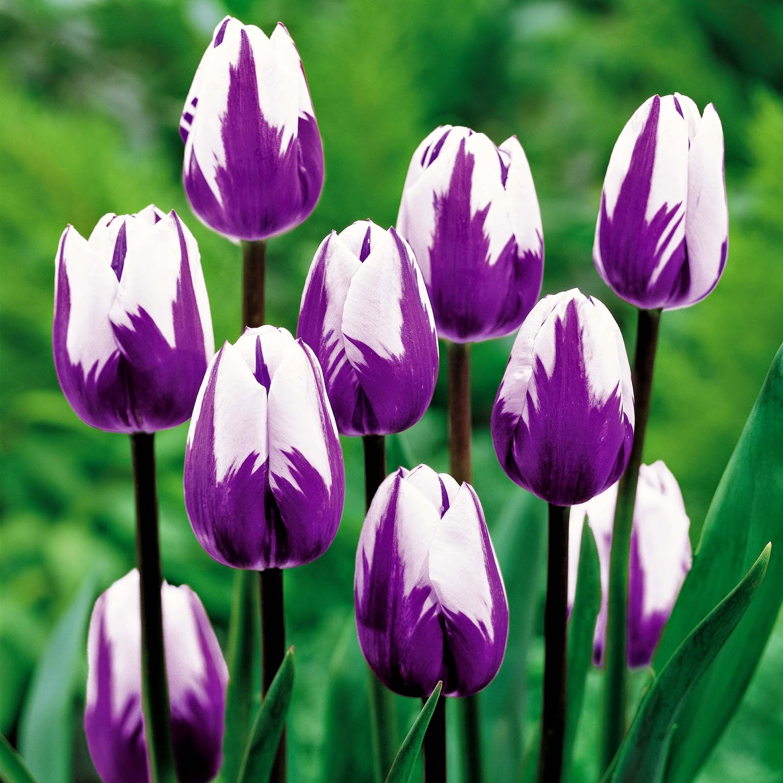 Gambar Keren Sebagai Wallpaper Bunga Tulip Ungu Gambar Keren Sebagai Wallpaper Bunga Tulip Ungu