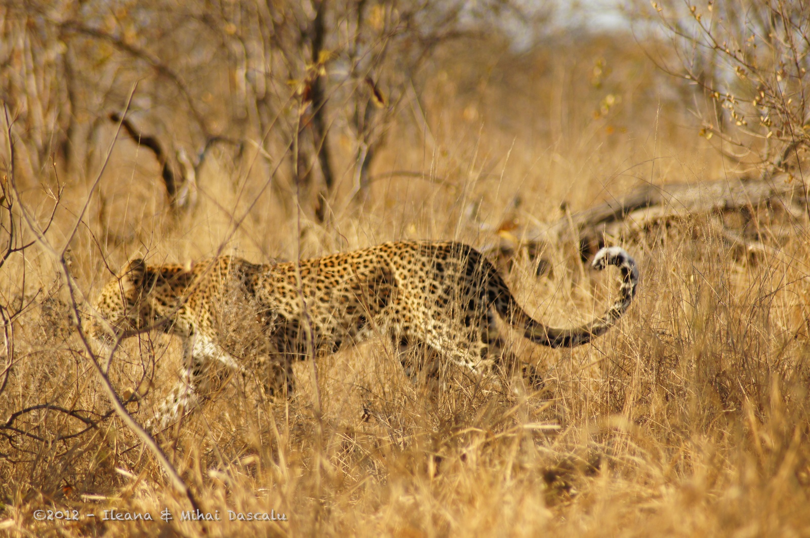 hiding cheetah