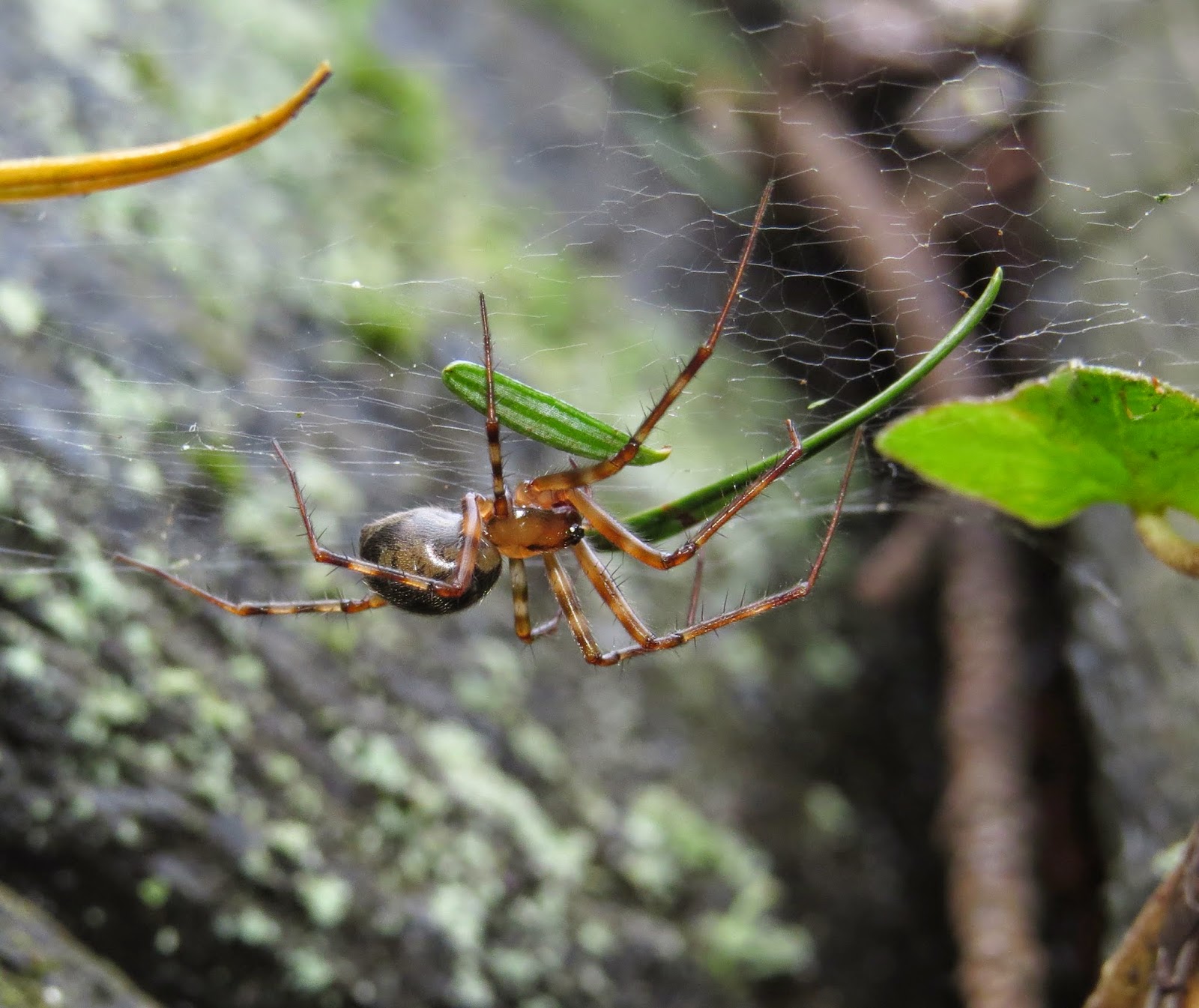 Bug Eric Large Hammockweb Spiders Pimoa