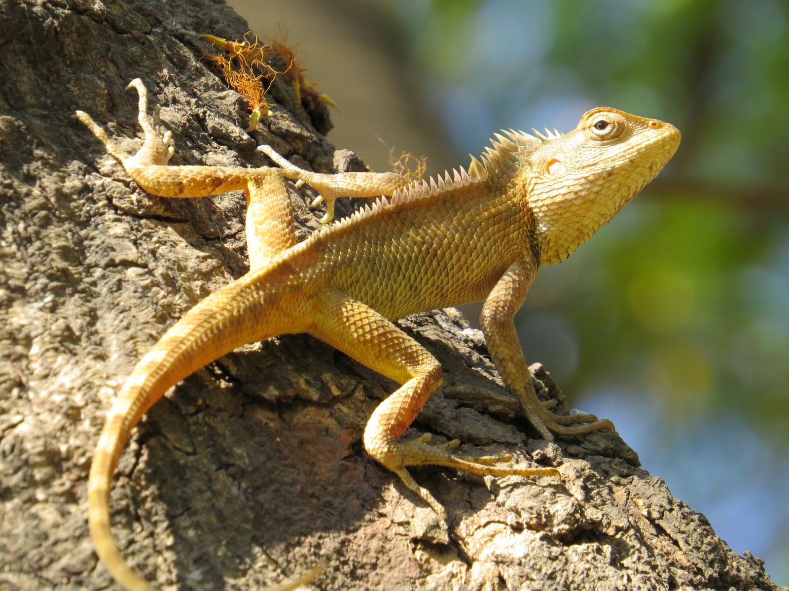 Oriental Garden Lizard (Calotes versicolor) W.U.V Photography