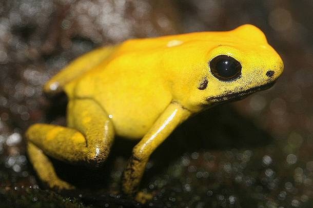 Golden Poison Frog Animal Wildlife