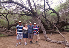 Bosque de Pomac