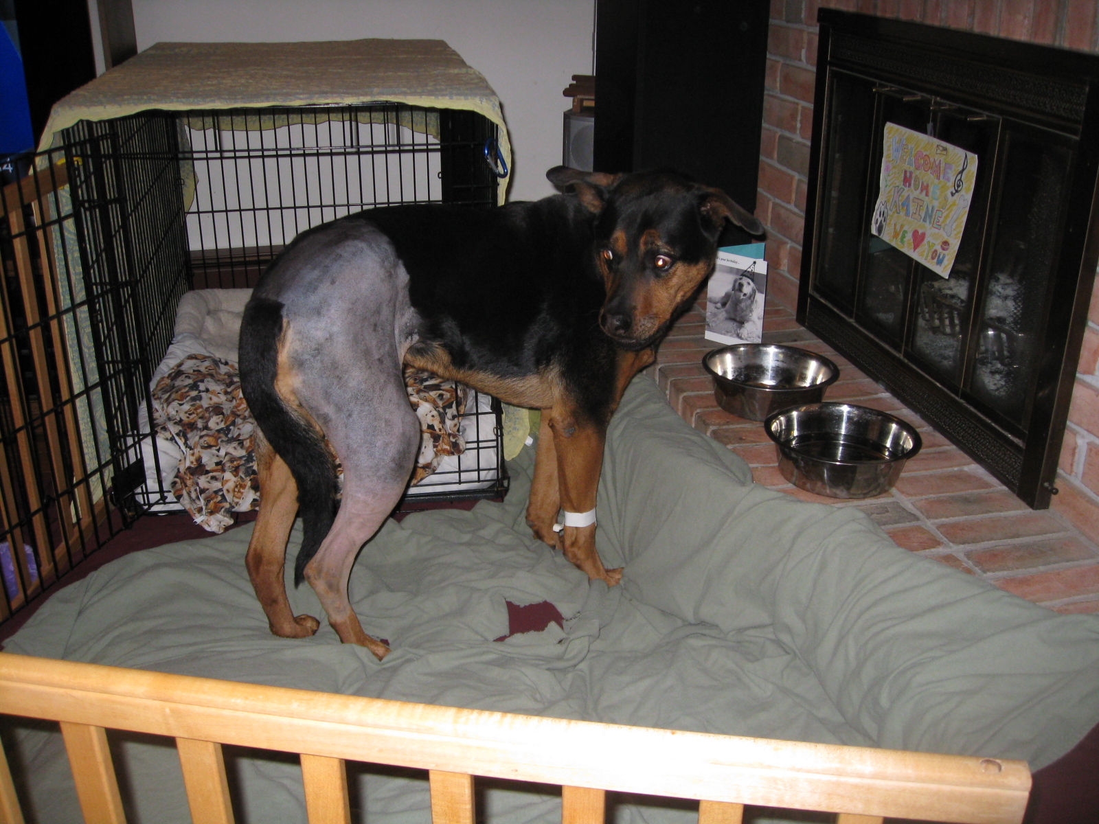 From My Hearth to Yours Dog Days Canine TPLO Surgery