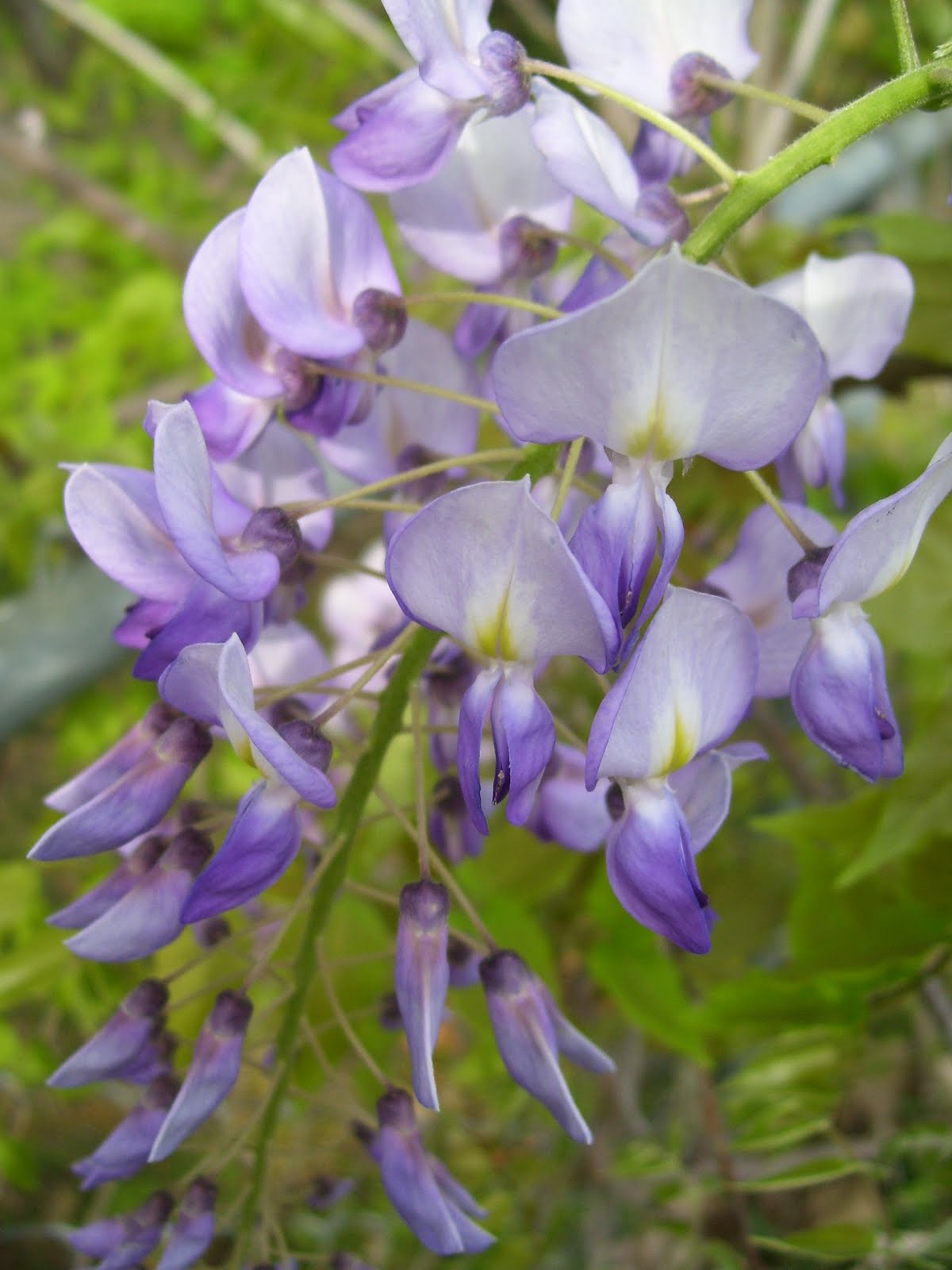 wisteria blooms