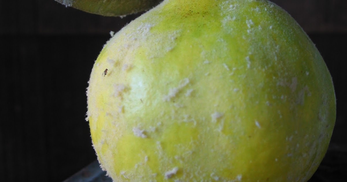 What Julia Ate Cutting a Quince