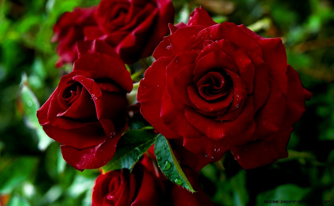 wallpaper red rose love beautiful photography close up wallpaper red rose love beautiful photography close up