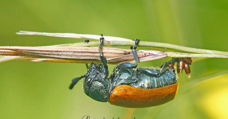 Lejardindelucie Labidostomis Taxicornis Labidostome A Antennes Dentees Une Femelle En Ponte