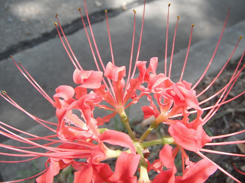 Autumn Bouquet Spider lilies...