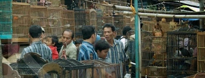 Daftar Nama dan Alamat Pasar Burung di Jawa Timur