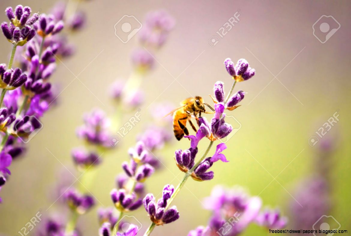 Honeybee On Lavender Flower Stock Photo Picture And Royalty Free Honeybee On Lavender Flower Stock Photo Picture And Royalty Free