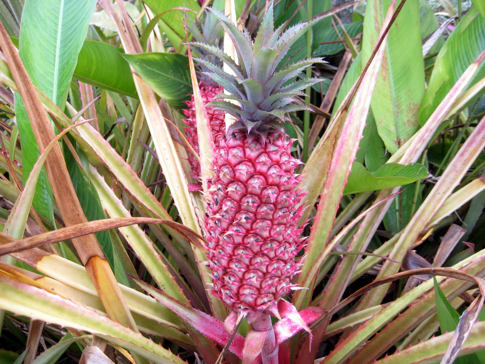 Growing the Decorative Pink Pineapple