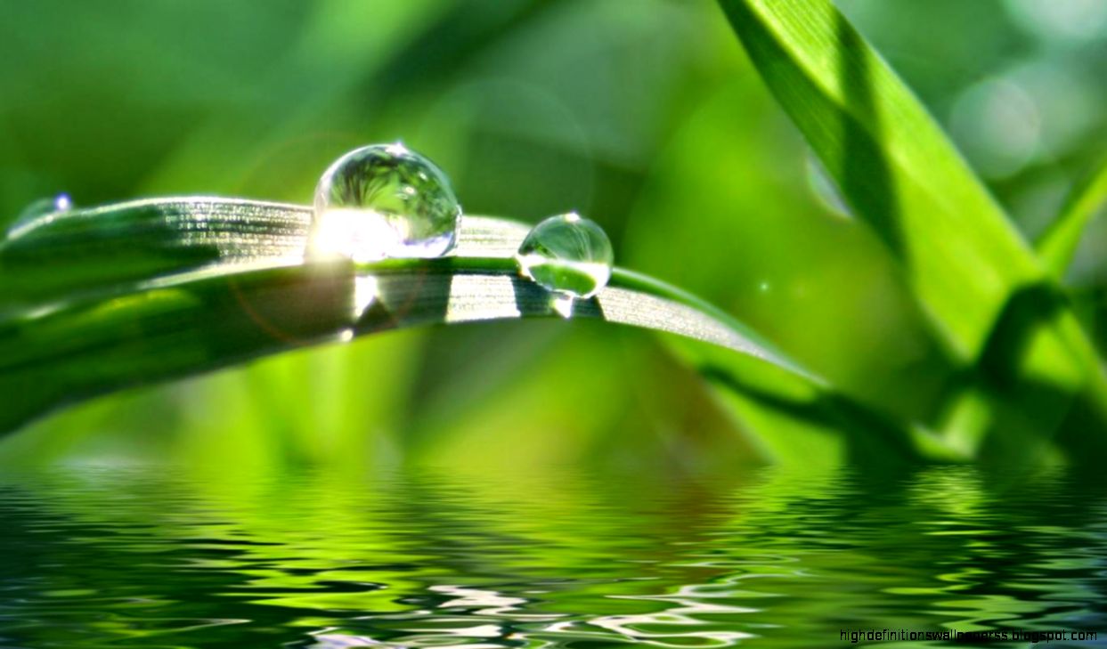 Photography Water Drop On Leaves Photography Water Drop On Leaves