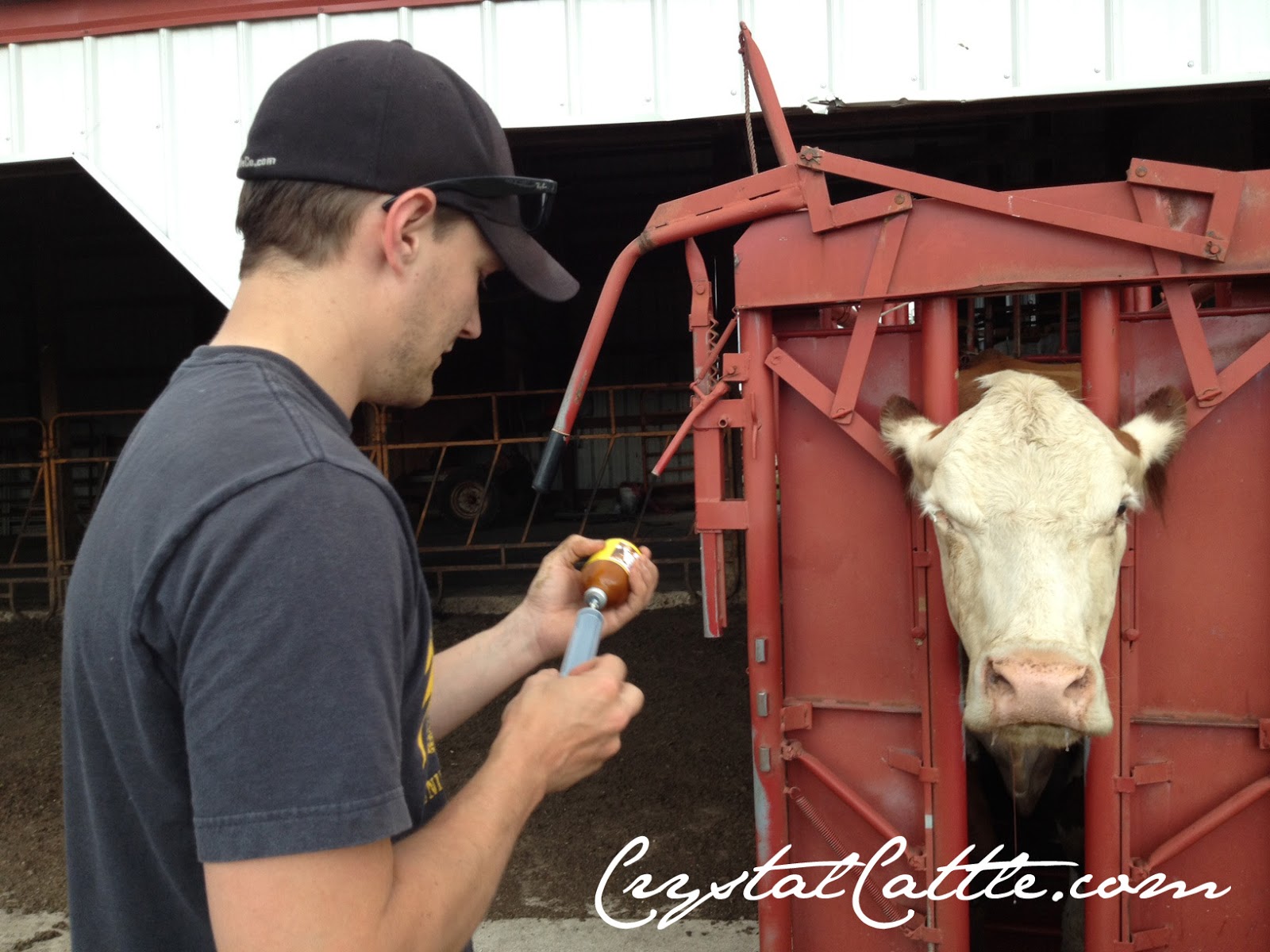 Crystal Cattle Why We Use Antibiotics on our Farm