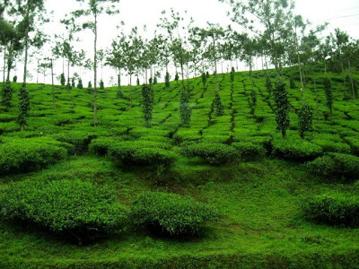 beauty of nature essay