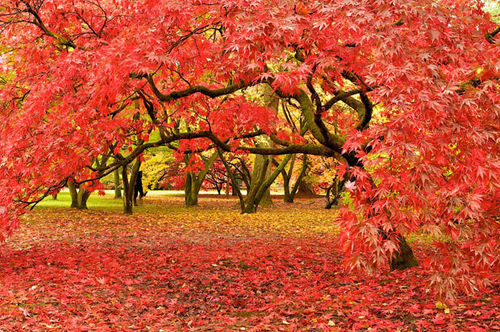 Tumblr Autumn