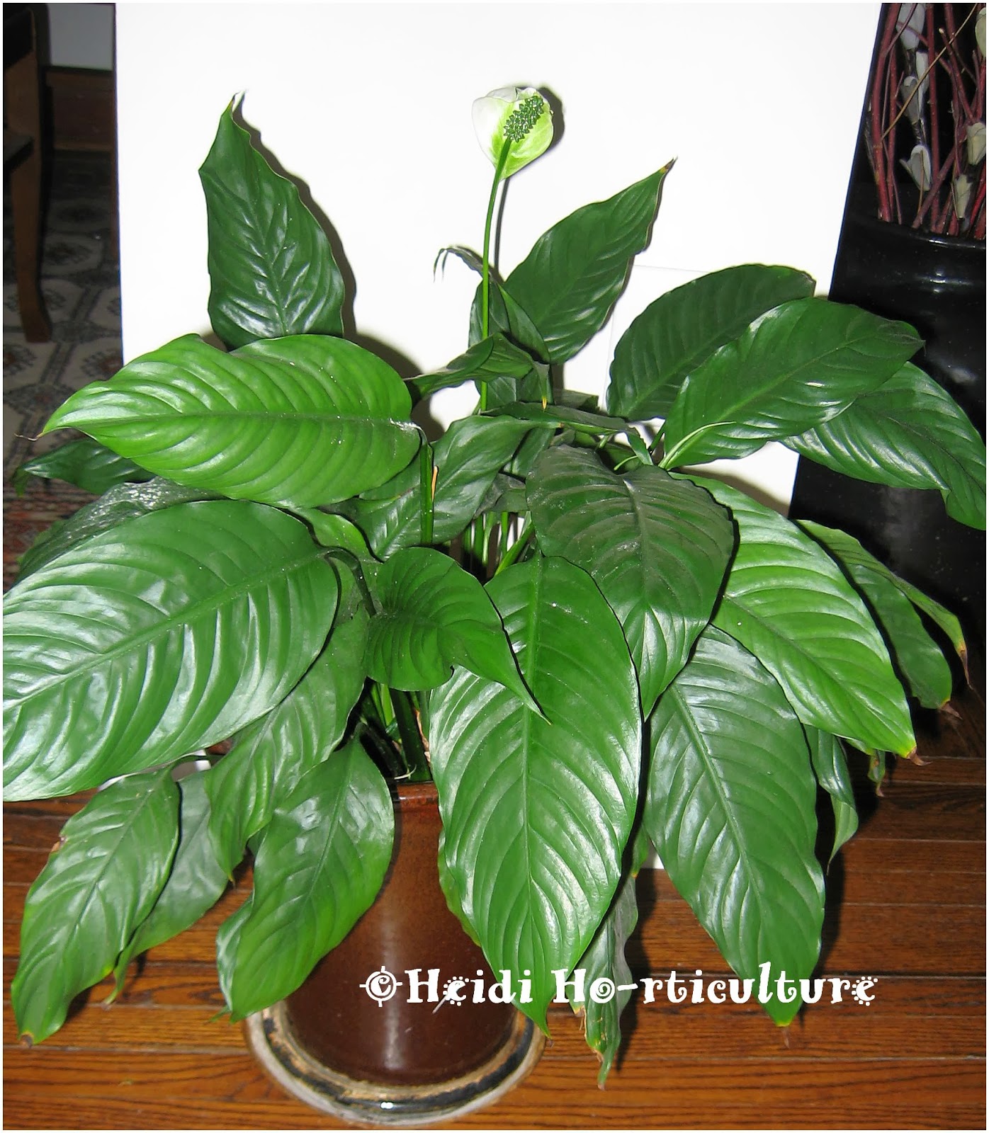 Heidi Horticulture Peace Lily (Spathiphyllum) Brown Tips