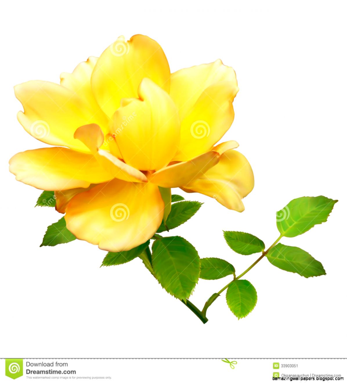 Yellow Rose Stock Image Image 33903051 Yellow Rose Stock Image Image 33903051