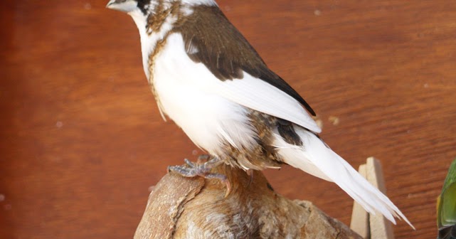 Aussie Bengos: Show Quality Bengalese