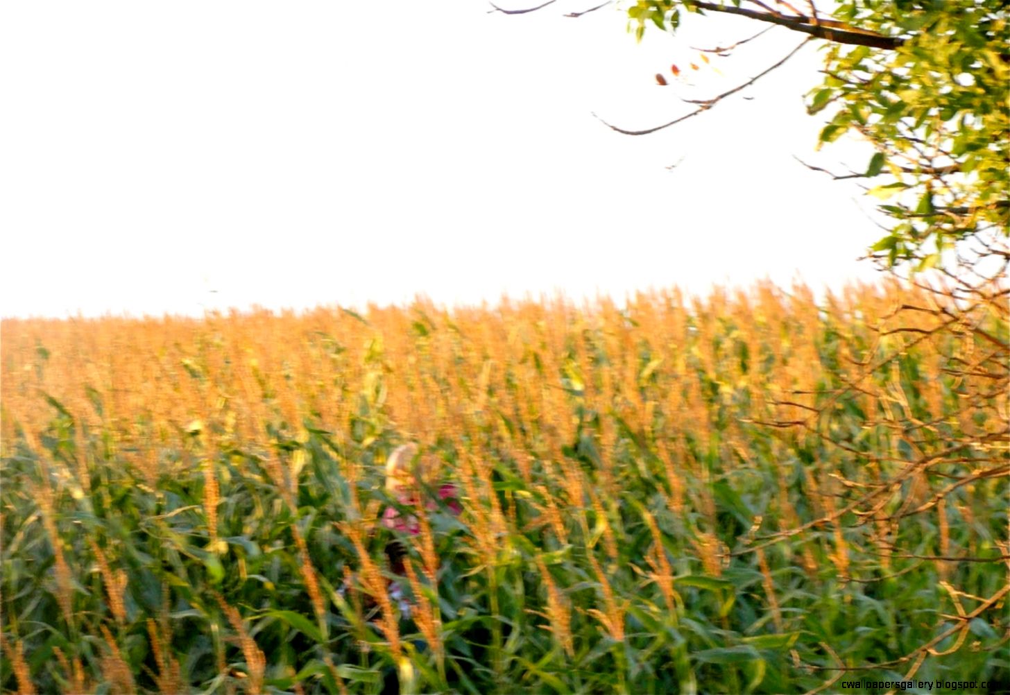Wallpapers Corn Farm 2180096 1600x1067 218010 corn farm Wallpapers Corn Farm 2180096 1600x1067 218010 corn farm