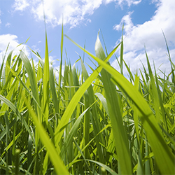 Expert advice on irrigating new grass seed from Irrigation and Lighting Specialist.