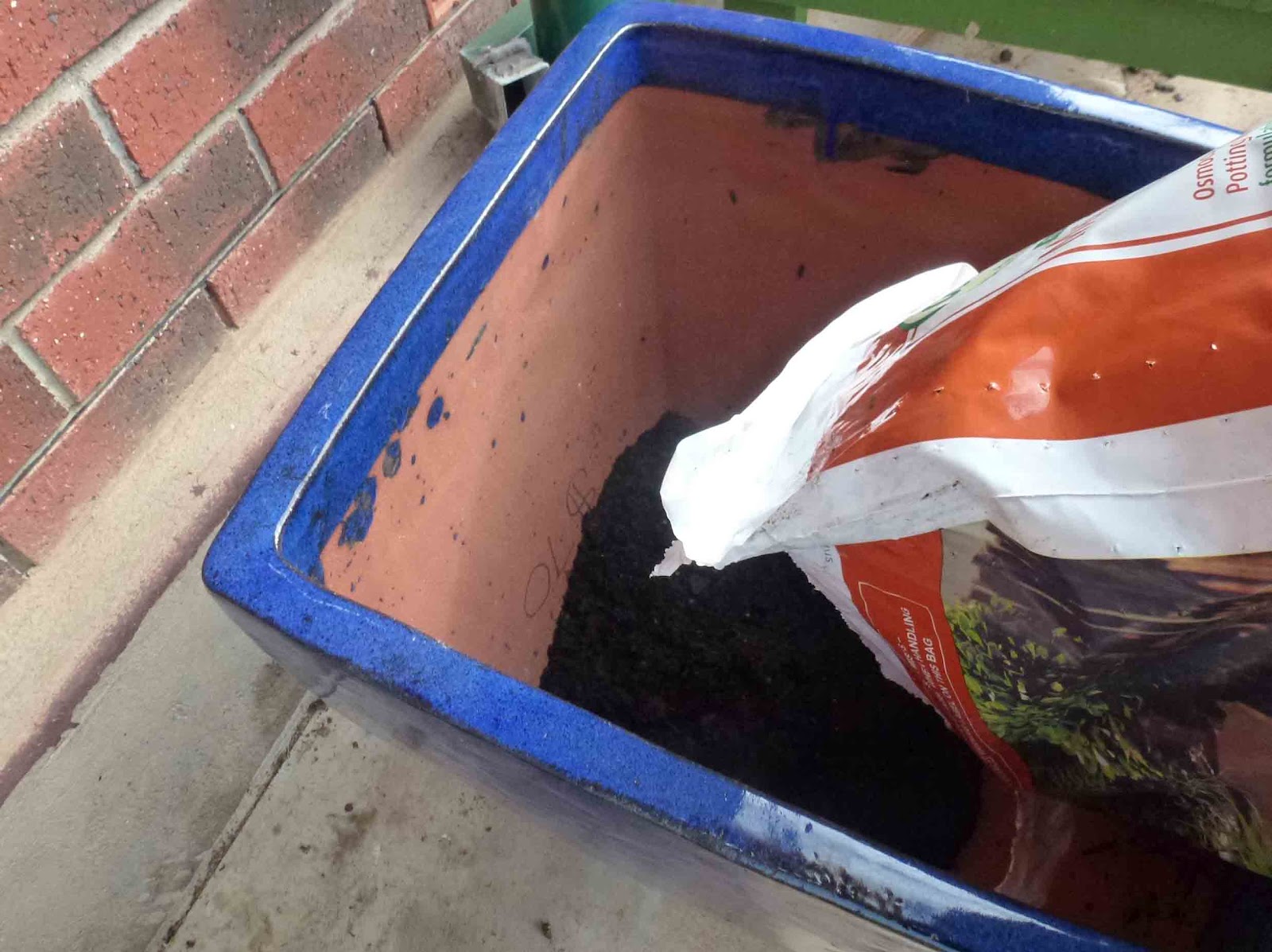 Start To Grow Growing Citrus in a Pot