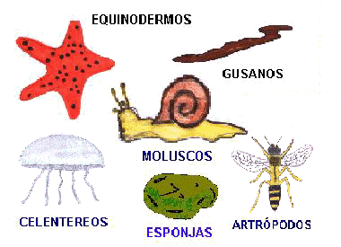 DIBUJO REPRODUCCION CELENTERADOS dibujo reproduccion celenterados: