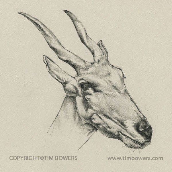 Tim Bowers Art Blog Zoo thoughts&hellip;