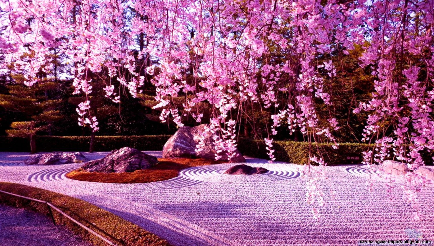 Japanese Cherry Blossom Garden Wallpaper Amazing Wallpapers