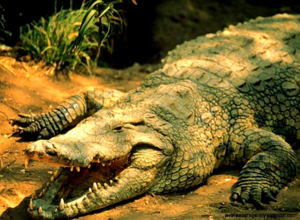 Crocodile Vs Alligator Size Amazing Wallpapers Crocodile Vs Alligator Size Amazing Wallpapers