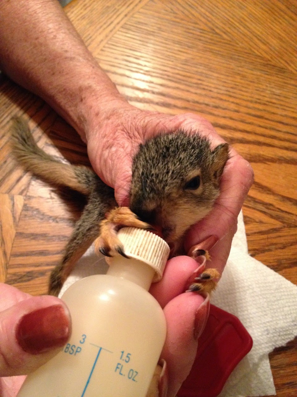 squirrel nipple bottle