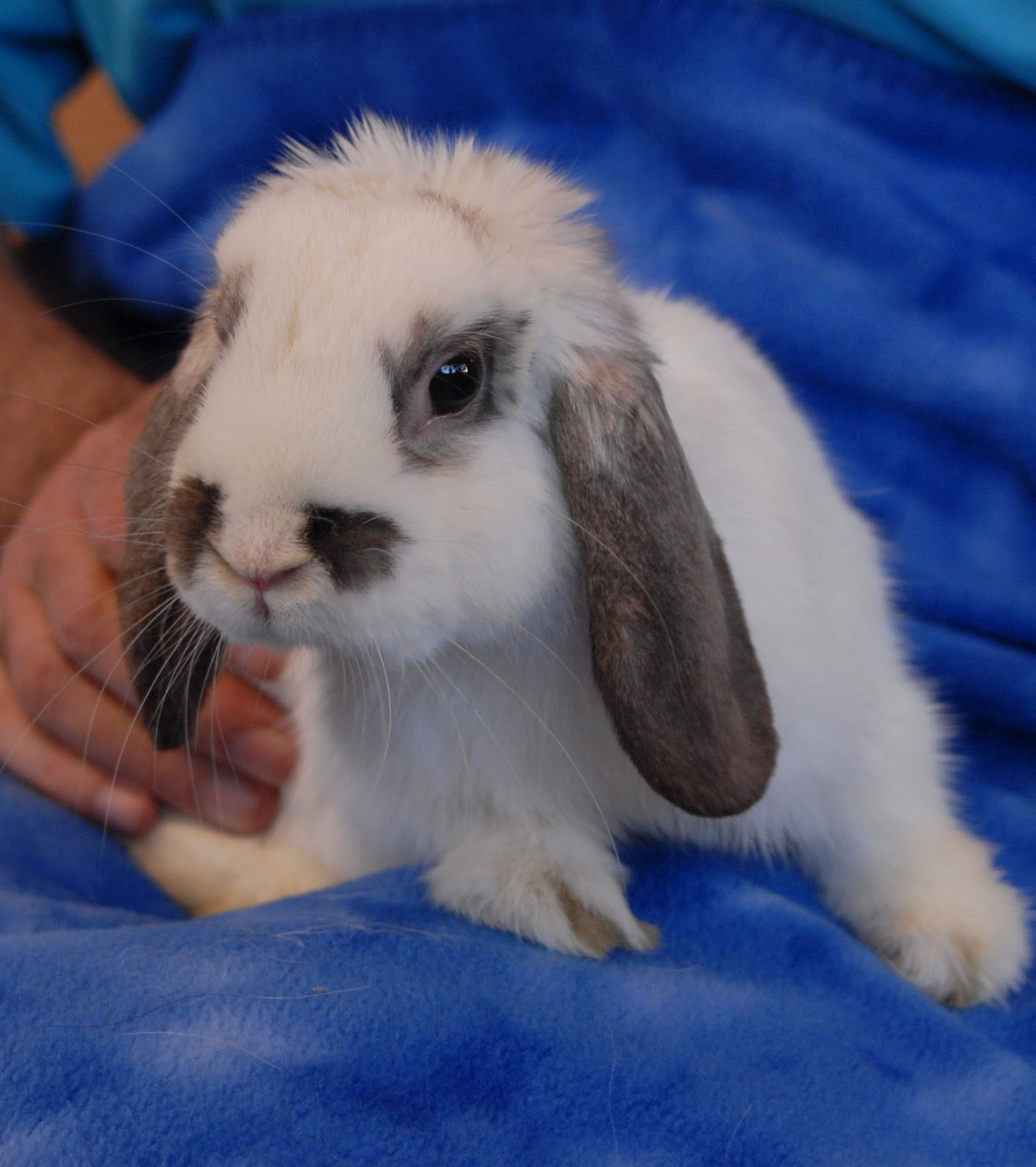 Irving, baby Mini Lop bunny for adoption.