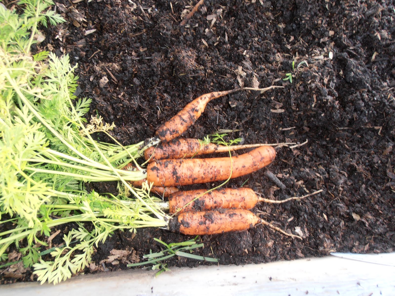 Ladner Community Garden: Garlic Planting Time at the Garden