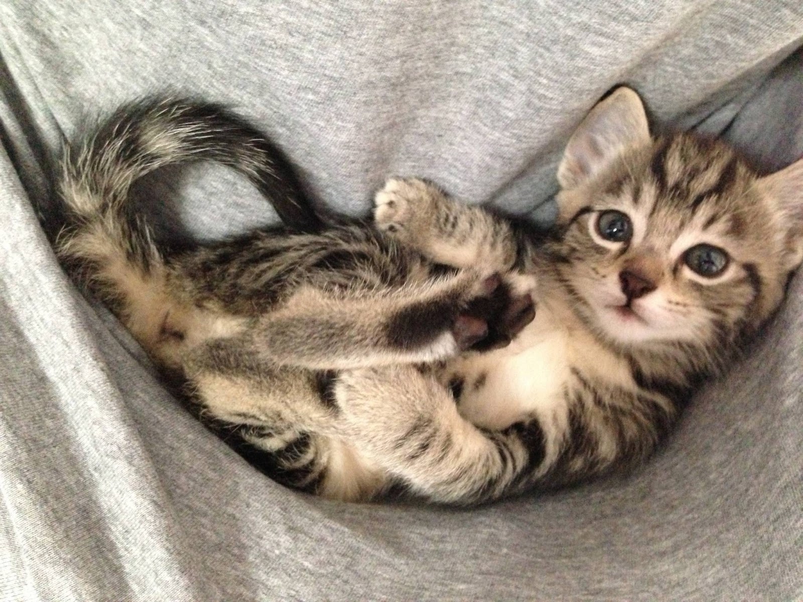 Funny cats part 53 ( 30 gifs + 10 gifs) Amazing Creatures