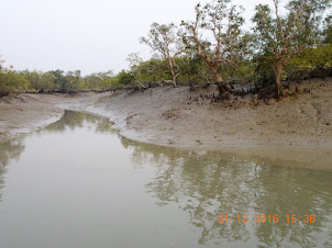 Island creeks in the Sundarban Tiger reserve forests.