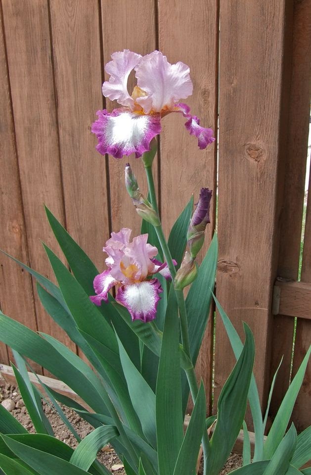 World of Irises "Talking Irises" TALL BEARDED IRISESWHAT IS A "SHOW