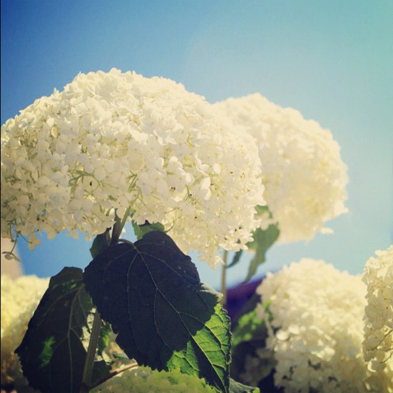 Ryukyu Life 15 Images From Yohena Hydrangea Gardens