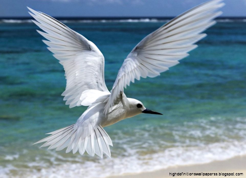 Bird Wallpaper Nice White Bird Wallpaper Flying Couple White Bird Bird Wallpaper Nice White Bird Wallpaper Flying Couple White Bird